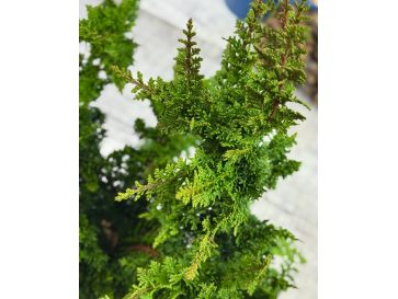 'Teddy Bear' - cyprysik tępołuskowy
Chamaecyparis obtusa 'Teddy Bear' 2