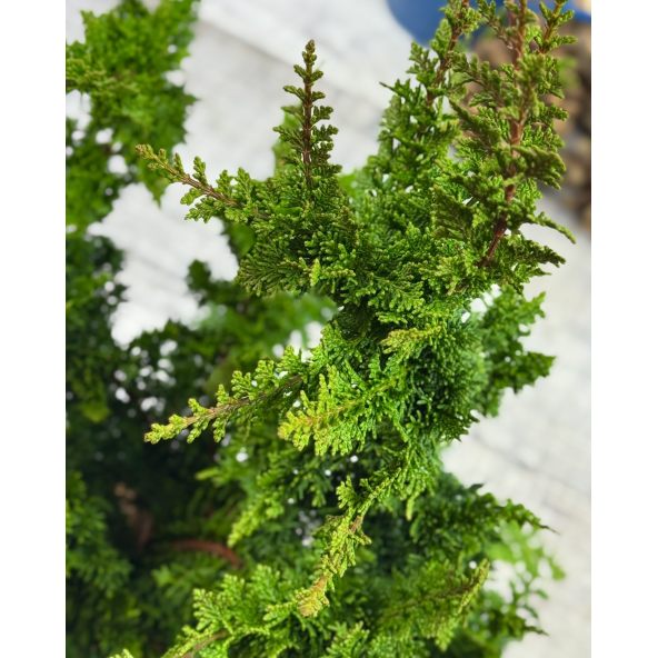 'Teddy Bear' - cyprysik tępołuskowy
Chamaecyparis obtusa 'Teddy Bear'