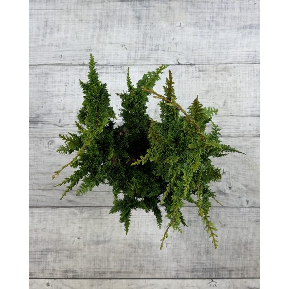 'Teddy Bear' - cyprysik tępołuskowy
Chamaecyparis obtusa 'Teddy Bear'