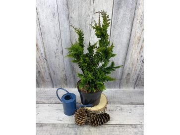 'Teddy Bear' - cyprysik tępołuskowy
Chamaecyparis obtusa 'Teddy Bear'