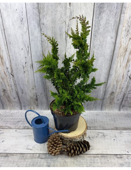 'Teddy Bear' - cyprysik tępołuskowy
Chamaecyparis obtusa 'Teddy Bear'