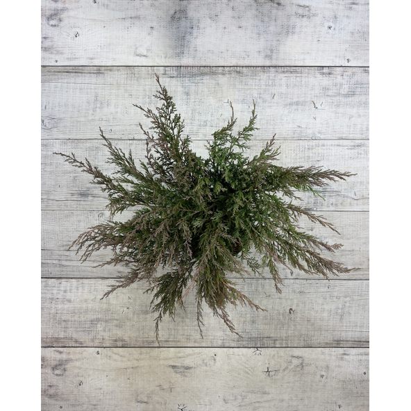 'Andorra Compact' - jałowiec płożący
Juniperus horizontalis 'Andorra Compact'