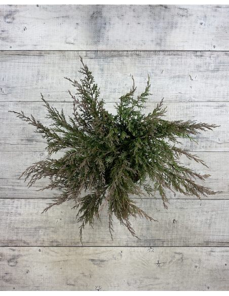 'Andorra Compact' - jałowiec płożący
Juniperus horizontalis 'Andorra Compact'