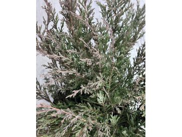 'Andorra Compact' - jałowiec płożący
Juniperus horizontalis 'Andorra Compact' 2