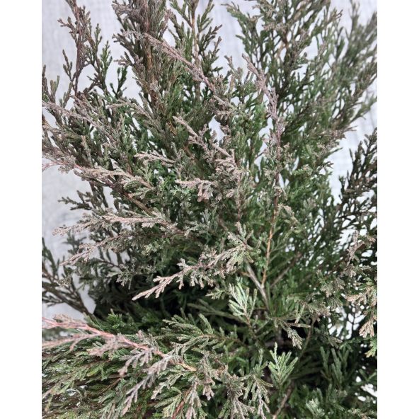 'Andorra Compact' - jałowiec płożący
Juniperus horizontalis 'Andorra Compact'