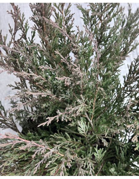 'Andorra Compact' - jałowiec płożący
Juniperus horizontalis 'Andorra Compact'