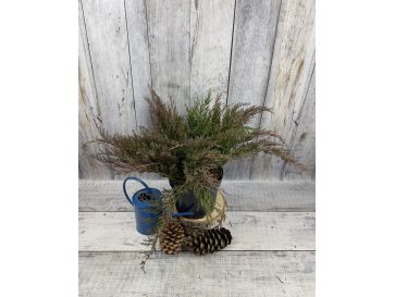 'Andorra Compact' - jałowiec płożący
Juniperus horizontalis 'Andorra Compact'