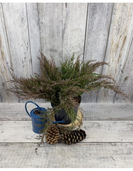 'Andorra Compact' - jałowiec płożący
Juniperus horizontalis 'Andorra Compact'