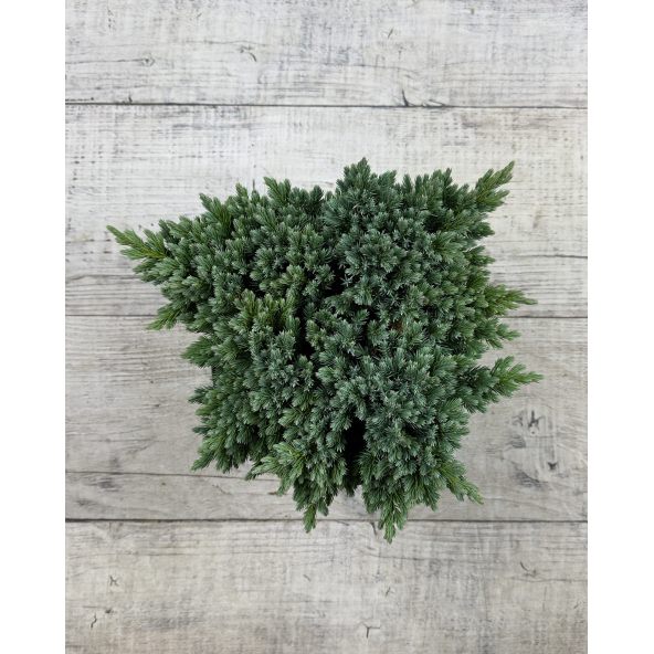 'Blue Star' - jałowiec łuskowaty 
Juniperus squamata 'Blue Star'