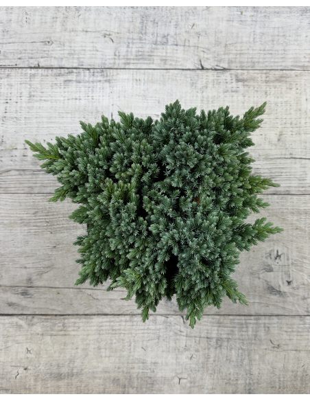 'Blue Star' - jałowiec łuskowaty 
Juniperus squamata 'Blue Star'