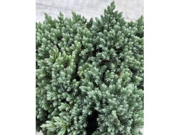 'Blue Star' - jałowiec łuskowaty 
Juniperus squamata 'Blue Star' 2