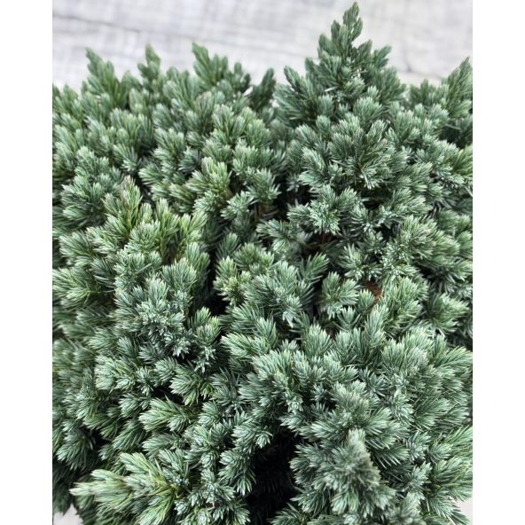 'Blue Star' - jałowiec łuskowaty 
Juniperus squamata 'Blue Star'