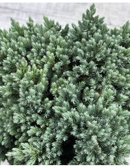'Blue Star' - jałowiec łuskowaty 
Juniperus squamata 'Blue Star'