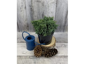 'Blue Star' - jałowiec łuskowaty 
Juniperus squamata 'Blue Star'