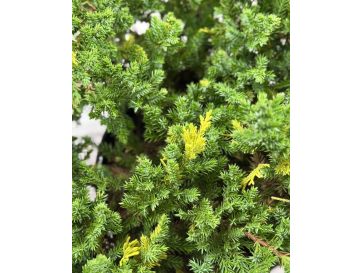 'Expansa Aureospicata' - jałowiec chiński
Juniperus chinensis'Expansa Aureospicata' 2
