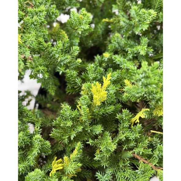'Expansa Aureospicata' - jałowiec chiński
Juniperus chinensis'Expansa Aureospicata'