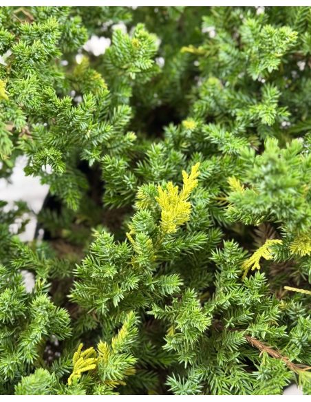 'Expansa Aureospicata' - jałowiec chiński
Juniperus chinensis'Expansa Aureospicata'