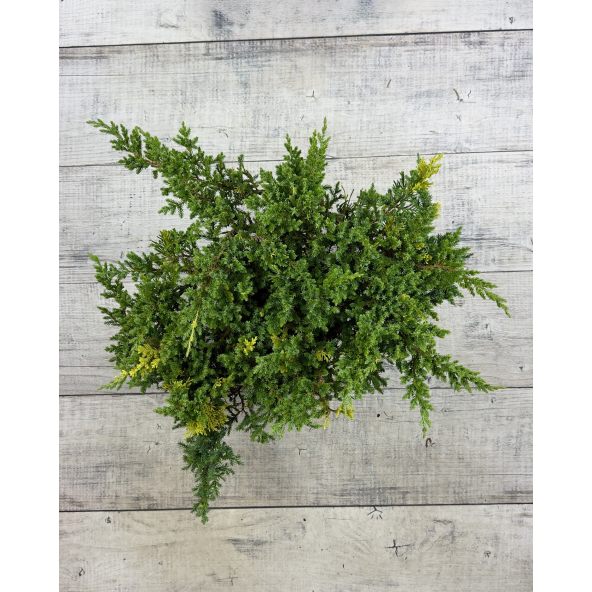 'Expansa Aureospicata' - jałowiec chiński
Juniperus chinensis'Expansa Aureospicata'