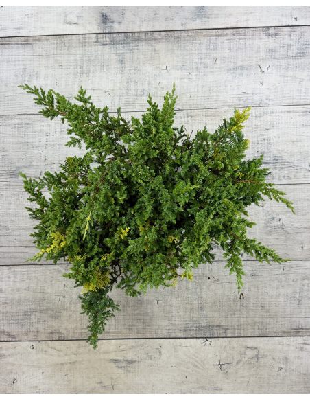 'Expansa Aureospicata' - jałowiec chiński
Juniperus chinensis'Expansa Aureospicata'