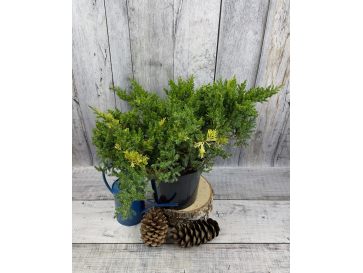 'Expansa Aureospicata' - jałowiec chiński
Juniperus chinensis'Expansa Aureospicata'