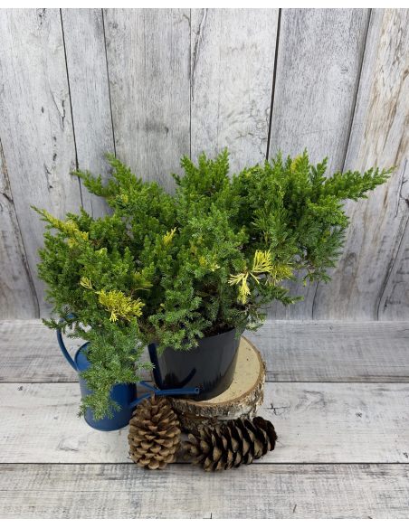 'Expansa Aureospicata' - jałowiec chiński
Juniperus chinensis'Expansa Aureospicata'