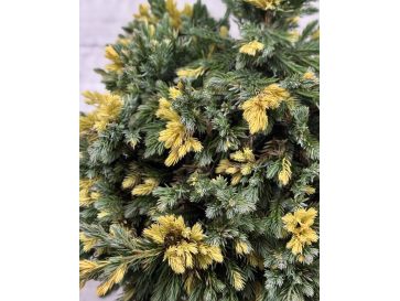 'Floreant' - jałowiec łuskowaty 
Juniperus squamata 'Floreant' 2