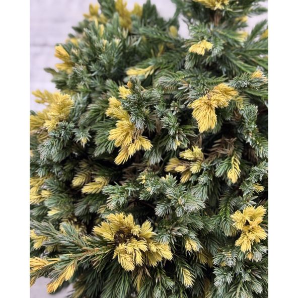 'Floreant' - jałowiec łuskowaty 
Juniperus squamata 'Floreant'