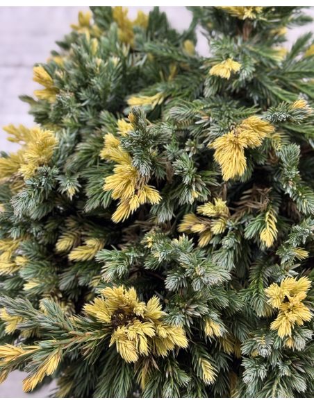 'Floreant' - jałowiec łuskowaty 
Juniperus squamata 'Floreant'