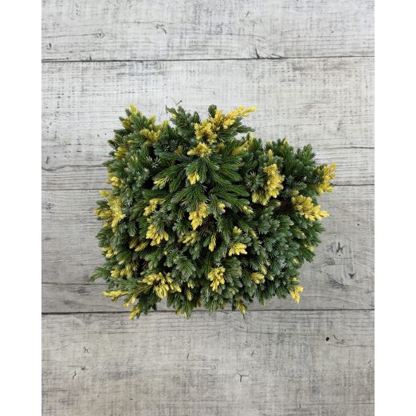 'Floreant' - jałowiec łuskowaty 
Juniperus squamata 'Floreant'