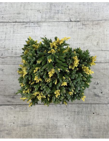 'Floreant' - jałowiec łuskowaty 
Juniperus squamata 'Floreant'