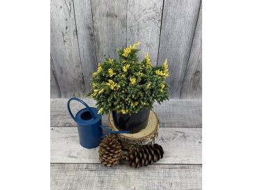 'Floreant' - jałowiec łuskowaty 
Juniperus squamata 'Floreant'