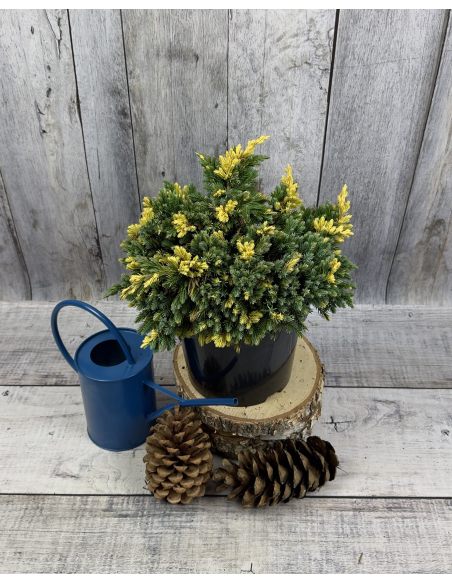 'Floreant' - jałowiec łuskowaty 
Juniperus squamata 'Floreant'