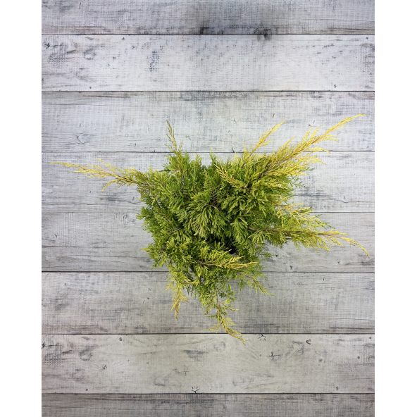 'Gold Star' - jałowiec Pfitzera 
Juniperus xpfitzeriana 'Gold Star'