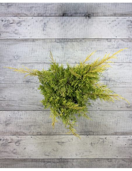 'Gold Star' - jałowiec Pfitzera 
Juniperus xpfitzeriana 'Gold Star'