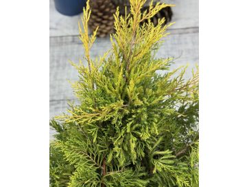 'Gold Star' - jałowiec Pfitzera 
Juniperus xpfitzeriana 'Gold Star' 2