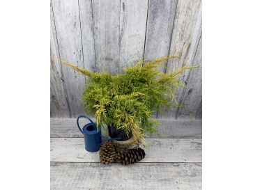 'Gold Star' - jałowiec Pfitzera 
Juniperus xpfitzeriana 'Gold Star'