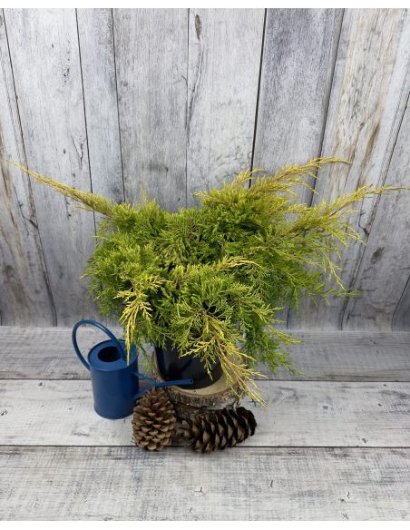 'Gold Star' - jałowiec Pfitzera 
Juniperus xpfitzeriana 'Gold Star'