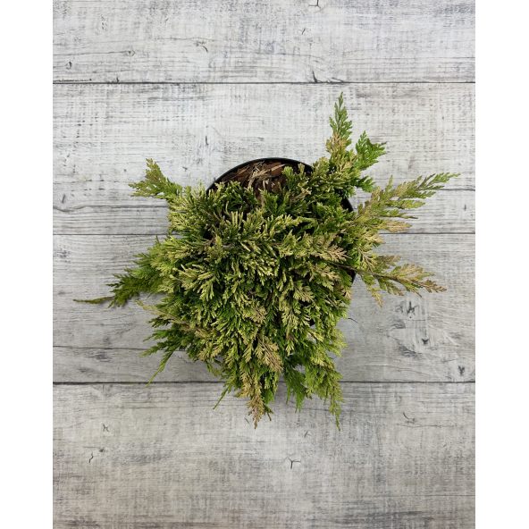 'Andorra Compact' - jałowiec płożący
Juniperus horizontalis 'Andorra Compact'