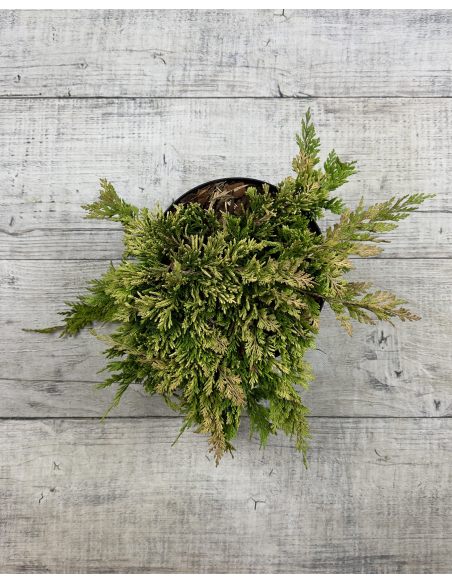 'Andorra Compact' - jałowiec płożący
Juniperus horizontalis 'Andorra Compact'