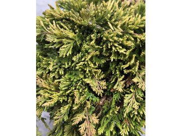 'Andorra Compact' - jałowiec płożący
Juniperus horizontalis 'Andorra Compact' 2