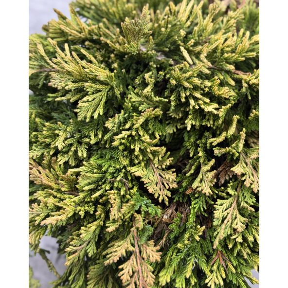 'Andorra Compact' - jałowiec płożący
Juniperus horizontalis 'Andorra Compact'