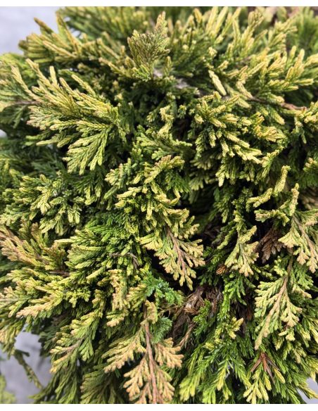 'Andorra Compact' - jałowiec płożący
Juniperus horizontalis 'Andorra Compact'