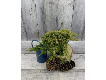 'Andorra Compact' - jałowiec płożący
Juniperus horizontalis 'Andorra Compact'