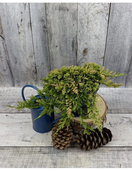 'Andorra Compact' - jałowiec płożący
Juniperus horizontalis 'Andorra Compact'