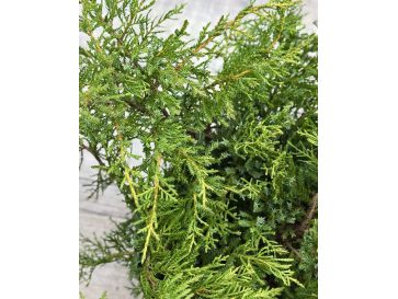 'Goldkissen' - jałowiec Pfitzera 
Juniperus xpfitzeriana 'Goldkissen' 2