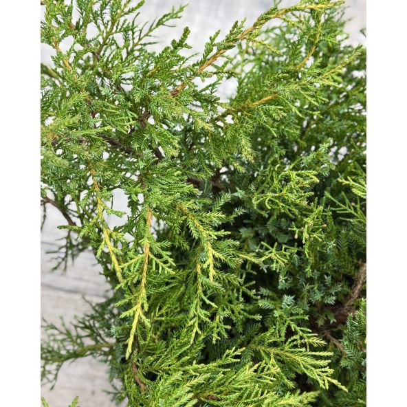 'Goldkissen' - jałowiec Pfitzera 
Juniperus xpfitzeriana 'Goldkissen'