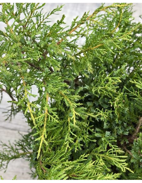 'Goldkissen' - jałowiec Pfitzera 
Juniperus xpfitzeriana 'Goldkissen'