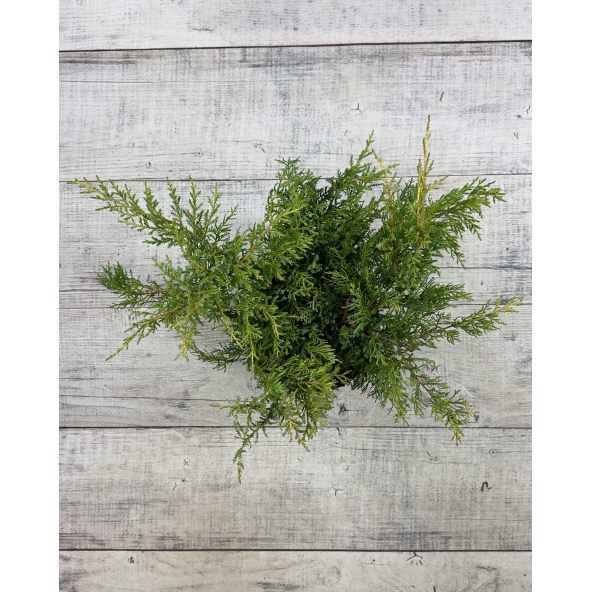 'Goldkissen' - jałowiec Pfitzera 
Juniperus xpfitzeriana 'Goldkissen'
