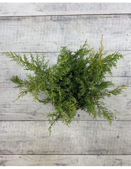 'Goldkissen' - jałowiec Pfitzera 
Juniperus xpfitzeriana 'Goldkissen'