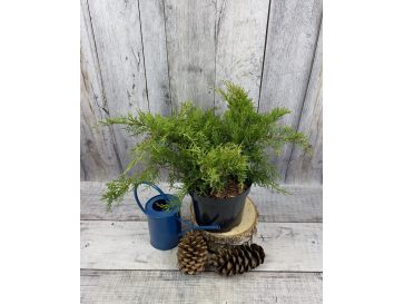 'Goldkissen' - jałowiec Pfitzera 
Juniperus xpfitzeriana 'Goldkissen'